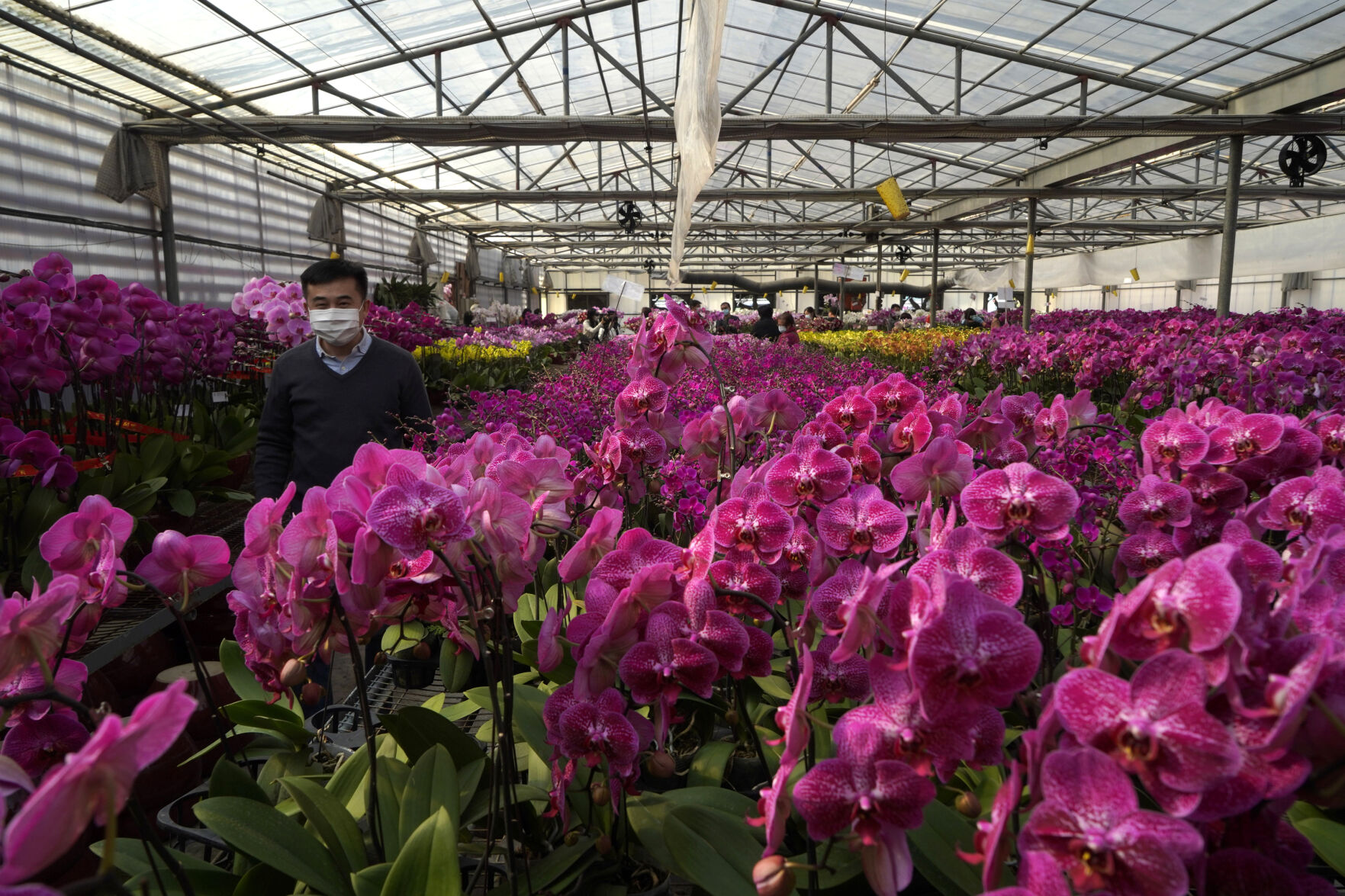 Gardening-Orchids Everywhere